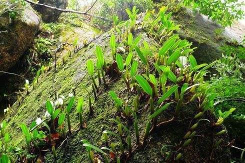 野外野草价值高，这种“石橄榄”少见，你见过吗？