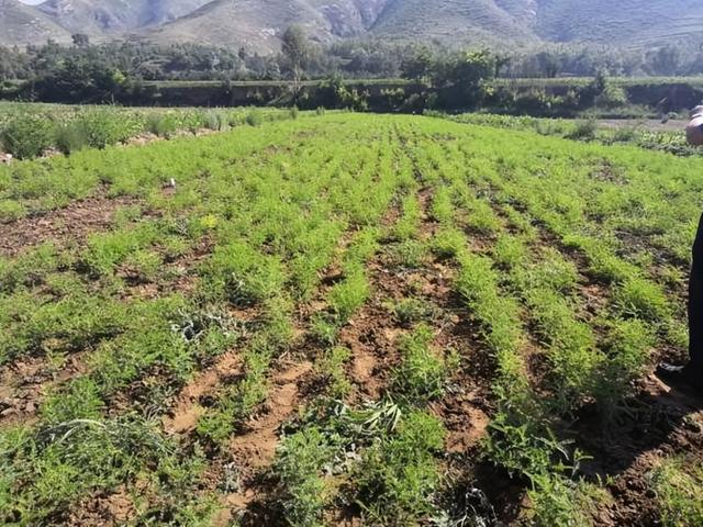 农用酵素管理的有机黄芪田间种植技术