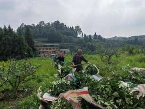 重庆青花椒种植基地(重庆铜梁：探索“村集体+农户+产业大户”模式发展花椒产业 村民笑“麻”了)