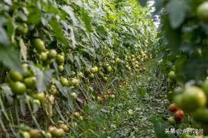 西红柿种植距离(种植西红柿、黄瓜的注意了，这5个工作要重视，对产量影响很大)