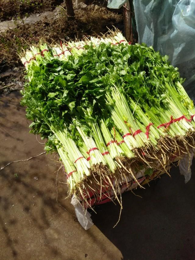 冷棚毛芹菜种植｜一间棚种多样菜，收完小菜收芹菜，一举两得