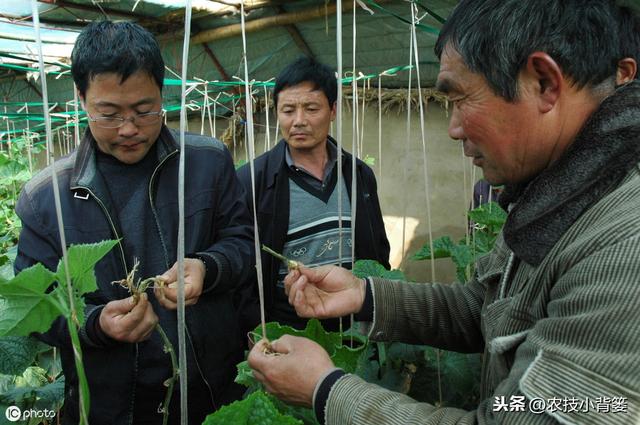 秋季大棚温室管理要全面！棚内瓜果蔬菜要高产，以下7点很关键