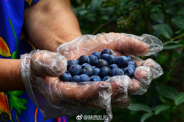 无蓝莓不夏天｜周至九峰藏了个百亩蓝莓园 不要门票任你吃到饱！