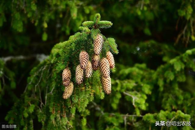 松树种植及病虫害防治技术，你知道多少？学会并不难