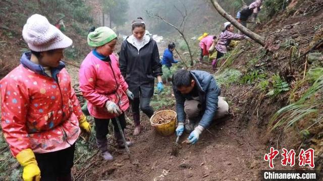 贵州黎平：“天麻经济”带动万余农户增收