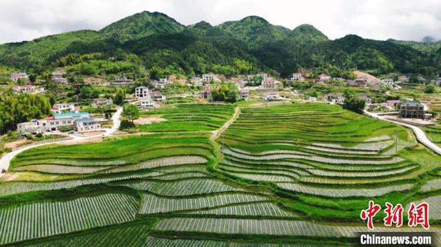 航拍安徽岳西茭白田：满眼葱绿孕育生机