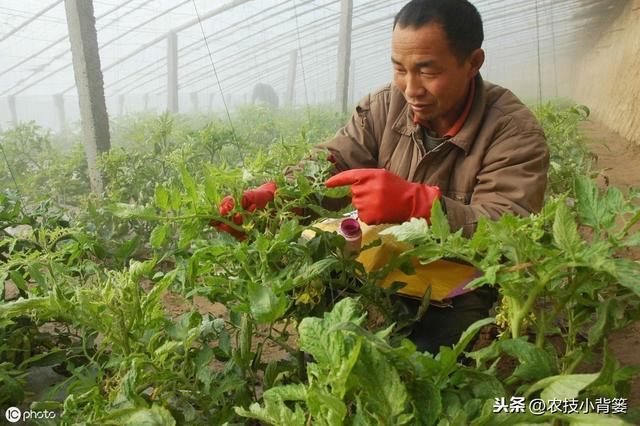 秋季大棚温室管理要全面！棚内瓜果蔬菜要高产，以下7点很关键