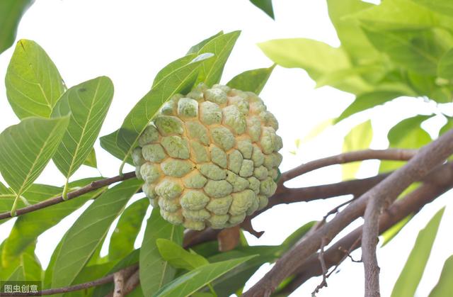 释迦果的种植条件，育苗技术，定植技术，肥水管理大全