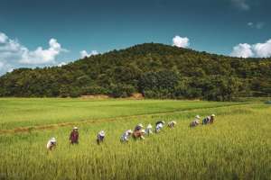 小麦种植收入(农民种地一年能赚多少钱？)