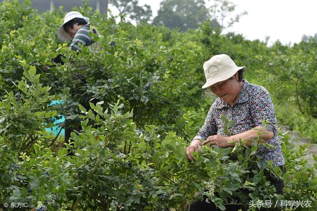 蓝莓种植最重要的环节——土壤改良，学习几点蓝莓土壤改良方法