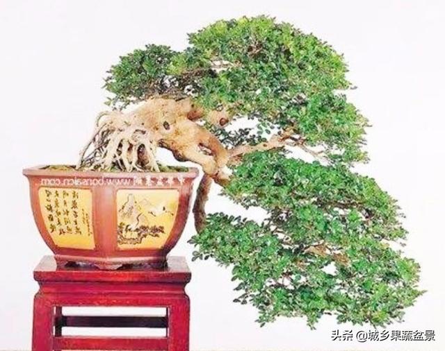 福建茶盆景的取材，制作与养护，树姿苍劲挺拔，花果叶并美