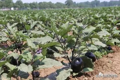 茄子小拱棚短期覆盖种植技术要点