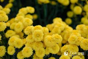 安徽菊花种植基地(安徽黄山：小菊花写就乡村振兴大文章)