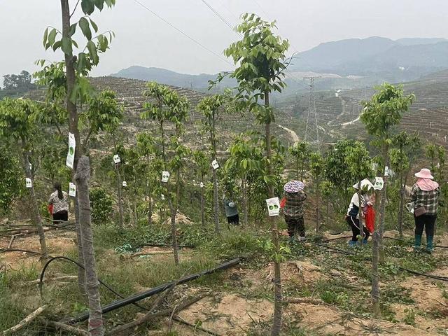 沉香人工栽培的技术要点，与造林存活率和沉香结香量之间的关系