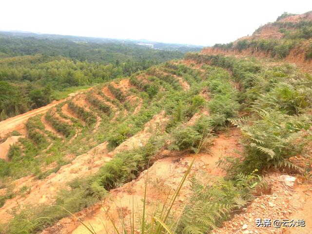 油茶栽植后成活率差，如何提高造林成活率？做好5点技术措施