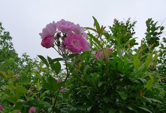 家庭种植蔷薇花有什么好处，蔷薇花是绿花遮阴的好帮手