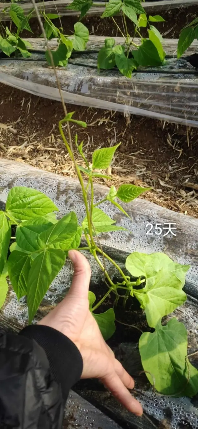 精心整理！！芸豆冬春茬栽培看这篇就够了