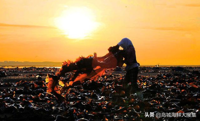 威海美食：海里的冬虫夏草-荣成海带的一生