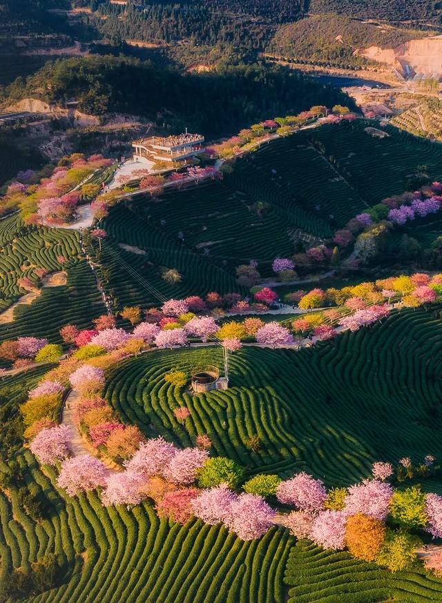 就在国内，世界最大樱花园，70万株樱花开成海 