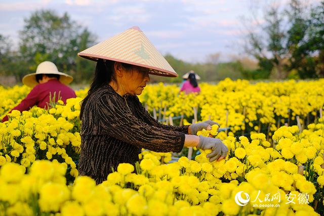 安徽黄山：小菊花写就乡村振兴大文章