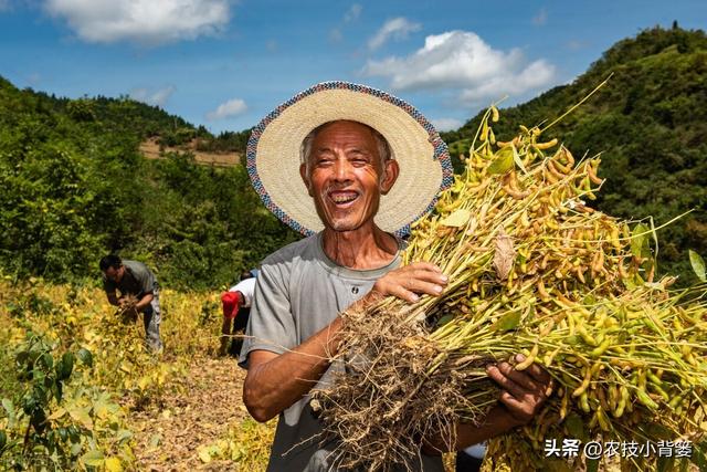 如何才能种出高产优质的大豆？种植大豆要抓好哪几项管理重点？