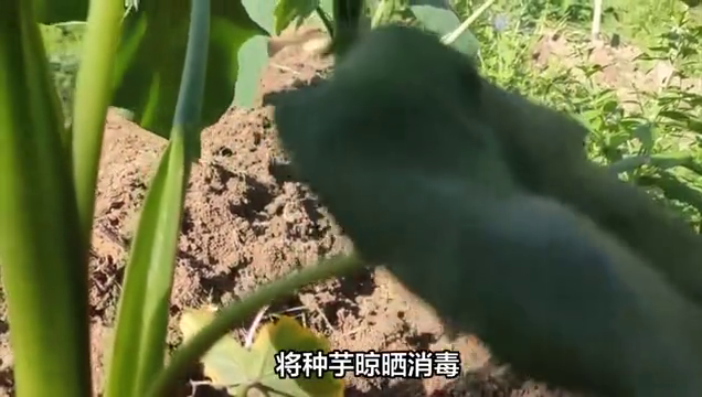 芋头的种植技巧和管理技巧，你知道多少？