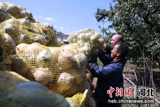 河北内丘：产业兴旺果飘香