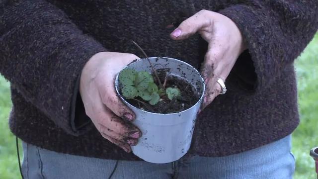 在室内种出能不断开花结果的盆栽草莓，还能不断扦插繁殖