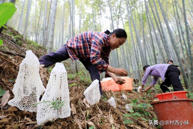 怎样种植竹荪？竹荪种植注意事项