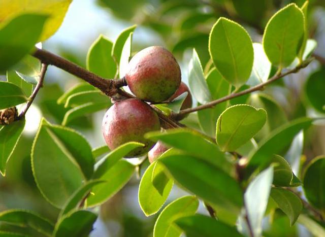 豫南山区怎样做油茶林建设的？及怎样做到茶油高产？方法全在这里