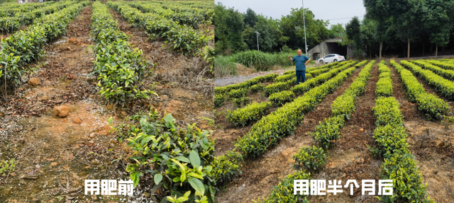 「纳米肥料种植现场」茶树不发新叶长得慢？试试这个肥