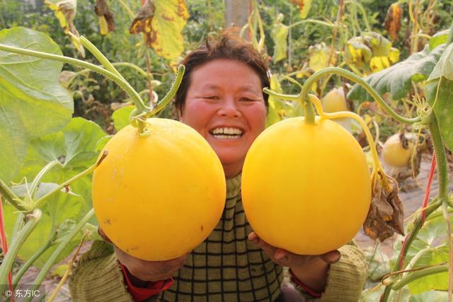 春季露地甜瓜育苗定植技术