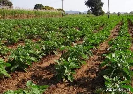 茄子小拱棚短期覆盖种植技术要点