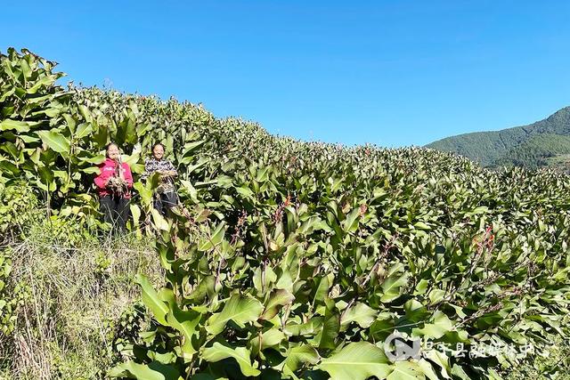 漭水明华：种植芭蕉芋 绿山地来又扩增收