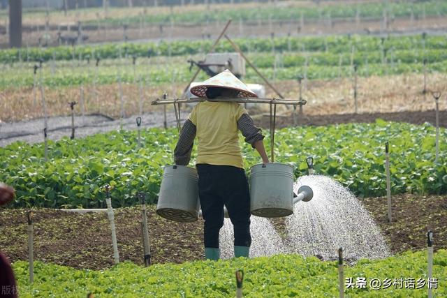 这么多东西家家都有，用来种菜效果顶呱呱，很多人却不知道