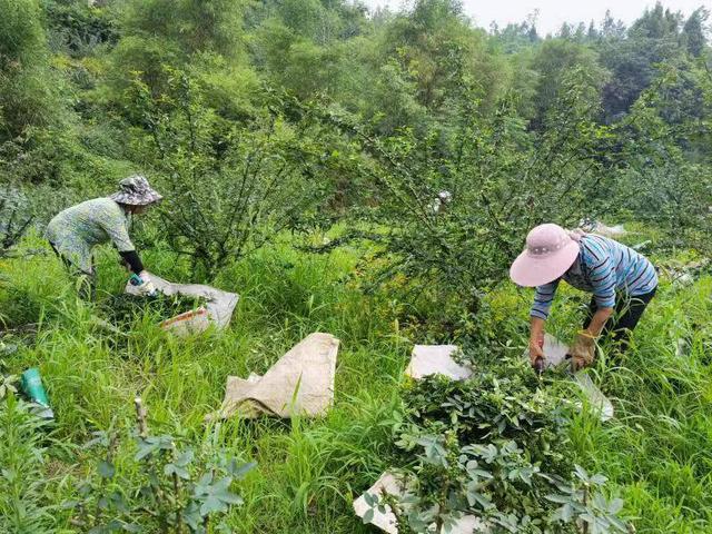 重庆铜梁：探索“村集体+农户+产业大户”模式发展花椒产业 村民笑“麻”了