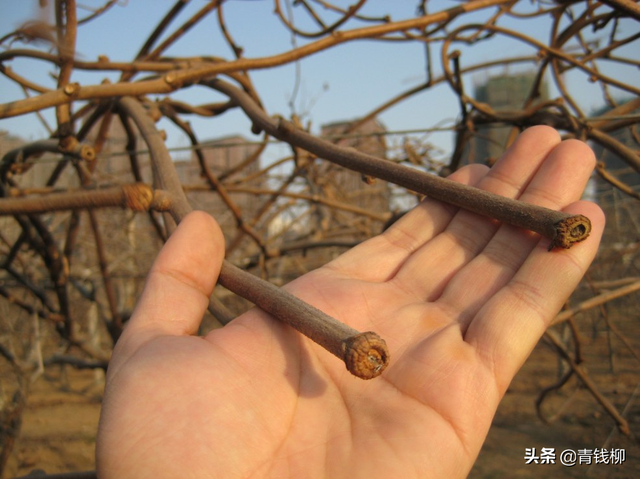 影响猕猴桃种植成功的因素及应对建议