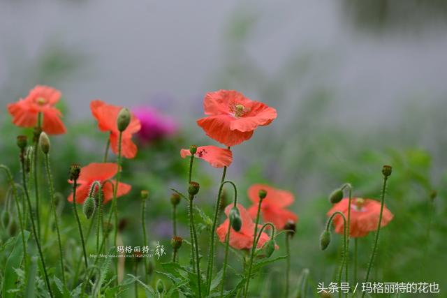 去年播种太晚的冰岛虞美人，这些天开得太美了 野趣花境颜值