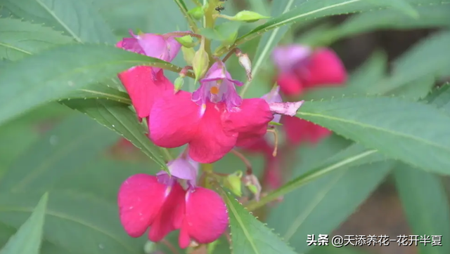 虽然凤仙花环境适应能力很强，但几个日常养护要点还是要注意的