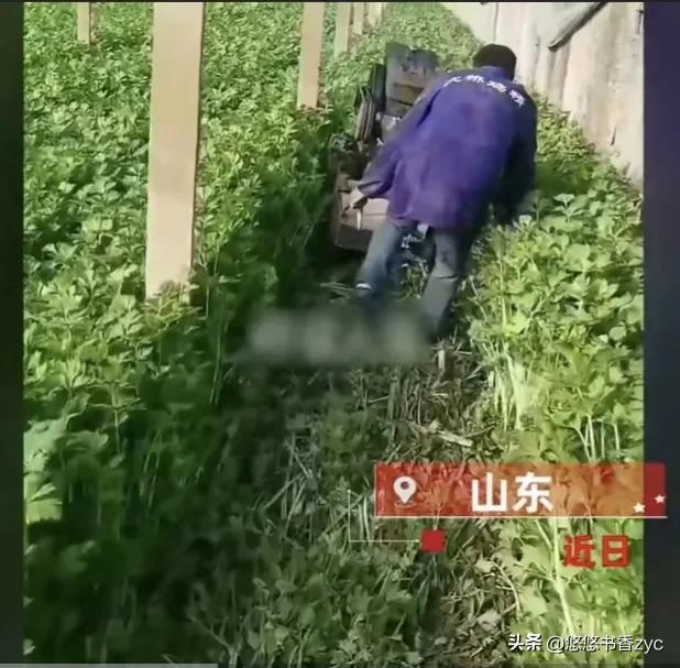 因疫情交通梗阻致蔬菜滞销，山东农户忍痛毁十万斤芹菜，央媒怒批