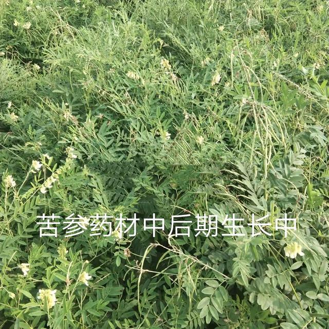 苦参药材喜欢碱性土壤 属于半旱田作物 药材市场需求量很大