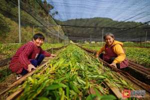 广东铁皮石斛种植基地(引“飞雁”变“归雁”助力乡村振兴——记2022年度自贡市返乡创业乡村琵琶镇洞上