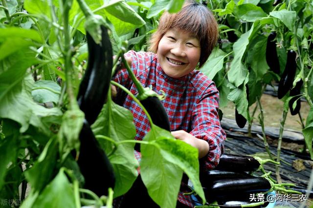 种植茄子，掌握4个田间管理措施，植株长势好茄子压枝条