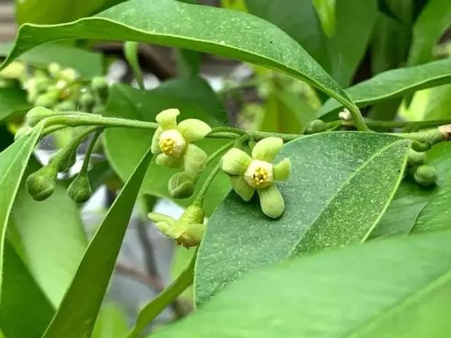 沉香人工栽培的技术要点，与造林存活率和沉香结香量之间的关系