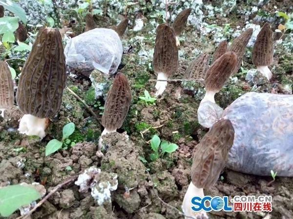 问政四川丨种植羊肚菌后，成都金堂农户求助：土地变“穷”了