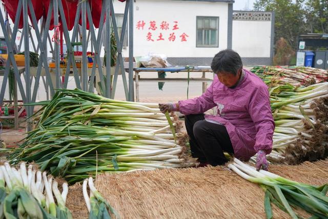 乡村振兴丨大葱长得高，百姓生活好——山东章丘大葱收获见闻