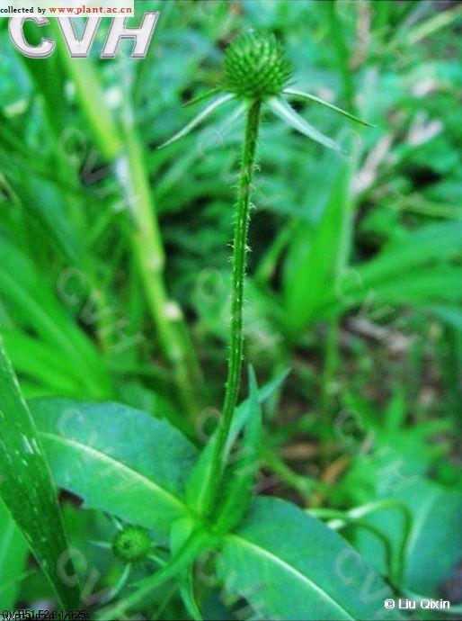 纳雍姑开乡姑开社区种植续断药材农民获增收