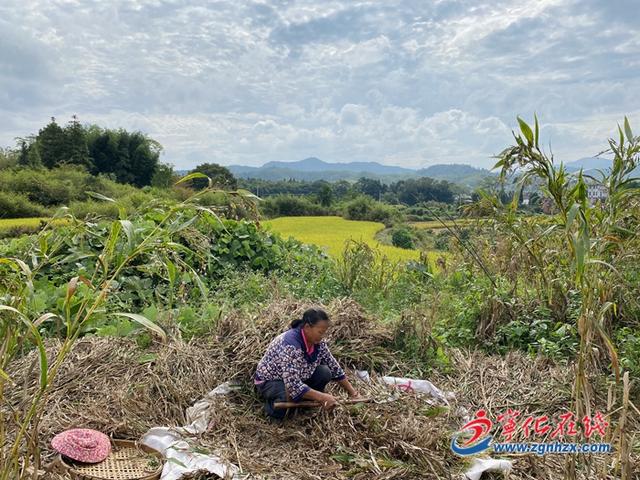 宁化淮土镇：薏米种植铺就致富路