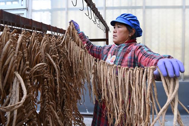 （经济）甘肃岷县：药材加工晾晒忙