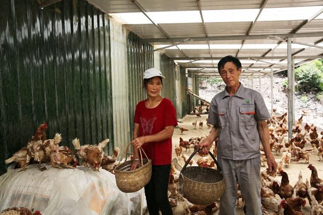 农业创业如何选择，种植业还是养殖业更有潜力更赚钱？